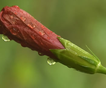 Rain Drops Photograph - Island Art Bocas Artist